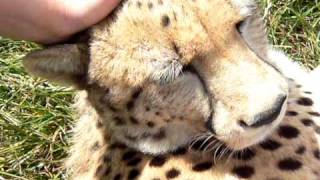 The Best Cat In The World.. Cheetah Purring