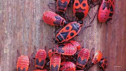 Firebugs (Pyrrhocoris apterus)