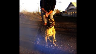 Amstaff Iasi - Adio, Nero... 2011-2022