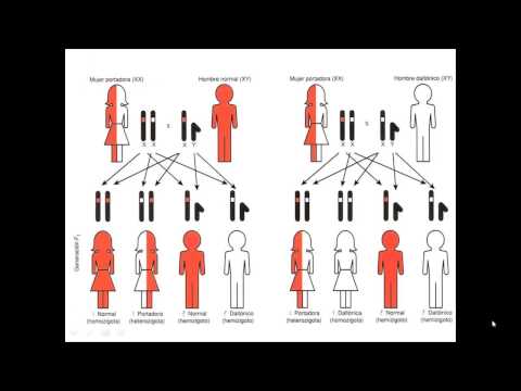 Vídeo: Anemia De Células Falciformes: ¿recesiva / Dominante? Autosómico / Ligado Al Sexo