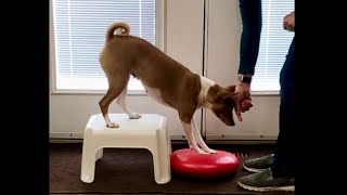 2 On / 2 Off • Novice Trick • @summittrickdogtraining1886