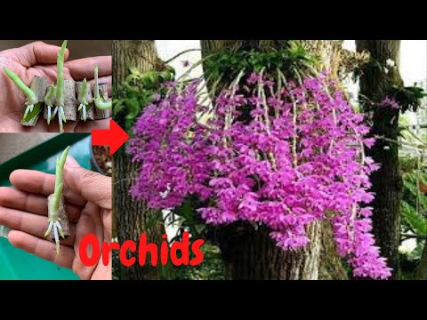 Video: Trồng Cây Bergenia Mới - Học Cách Nhân giống Bergenias