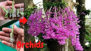 Простой способ размножения псевдожуравлиной орхидеи с выдающимся корневым ростом
