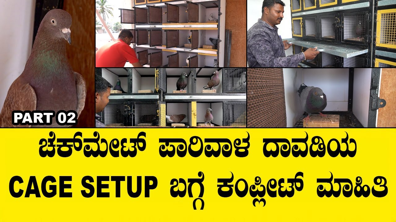 ಇತರ CAGE SETUP ಮಾಡಿದರೆ 50 ವರ್ಷದವರೆಗೂ ಪಾರಿವಾಳ ಶೋಕಿ ಮಾಡುವುದು|checkmate parivala davadi cage step video
