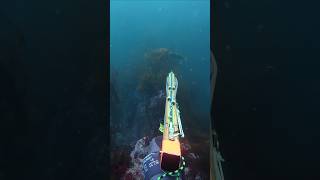Olive Rock Fish &amp; Ling Cod spearfishing #fishing #diving #hunting #california #rockfish