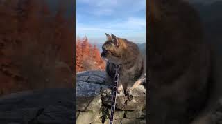 おいぬ様に健康祈願する猫【武蔵御嶽神社】