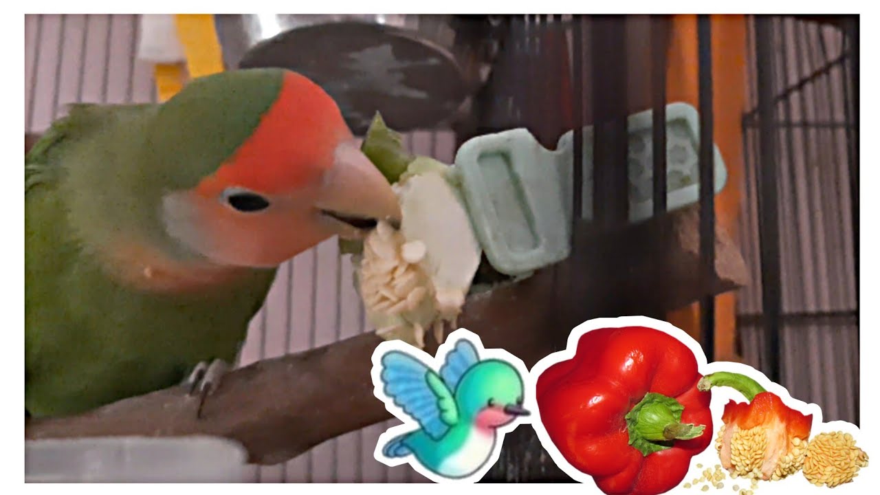 Birds eating capsicum seeds😊 YouTube