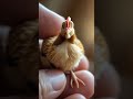 #animals #pets #animation #funny #shorts #shortsvideo #shortsfeed #viralvideo #viral_video #birds