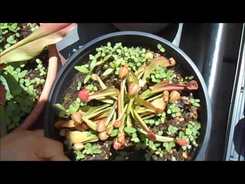 sundaville Outdoor Plant Update - Sarracenia, Sundews, Nepenthes, Cycads, Mangroves, Sea Grapes, Bonsai.