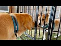 飼い主を亡くした雑種犬(8歳)を保護しました