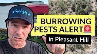 Got Burrowing Pests in Pleasant Hill? [What to Do, According to a Local Exterminator]
