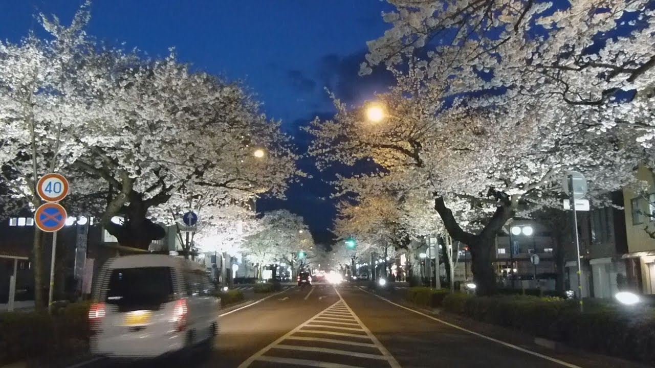日立 平和通りの桜見頃に Youtube