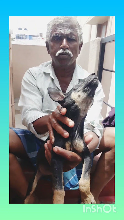 545 days old kanni female puppy price 7000 no 9790521239 #dogbreeds #cute #pets