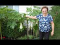 Italian grandmas vegetable garden tour 2023