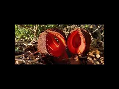 Video: Datos sobre Hydnora Africana: Aprenda sobre la planta Hydnora Africana