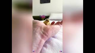 Many eggs are abandoned in the wild and they hatch quickly..#animals #rescue #love #chicken #cute