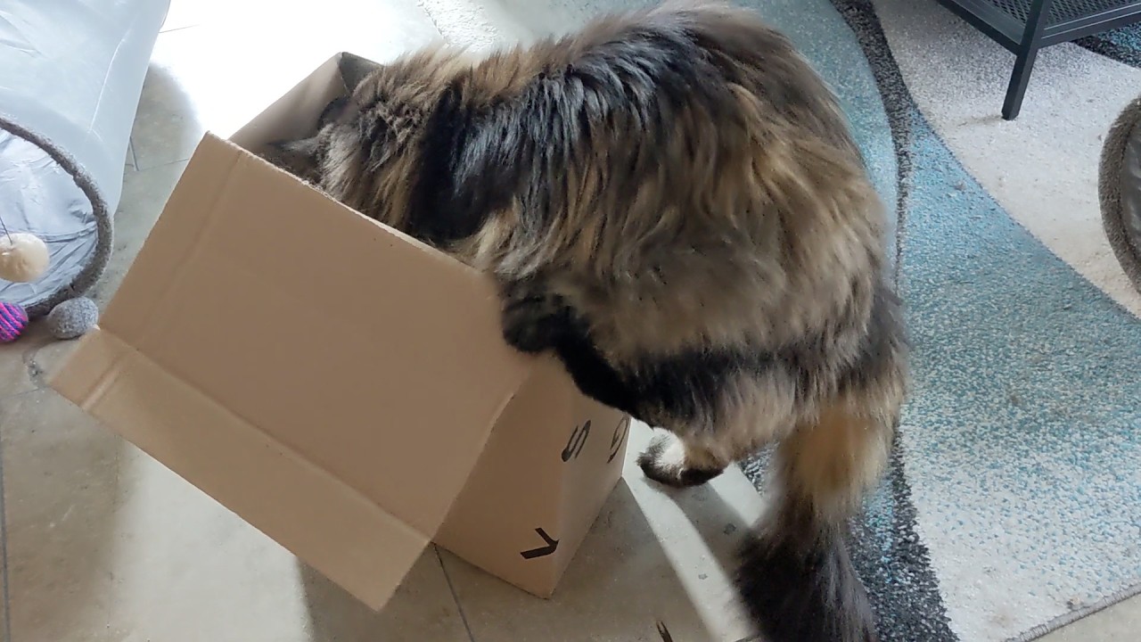 Two Solutions For One Problem Norwegian Forest Cats YouTube Two solutions for one problem norwegian forest cats youtube