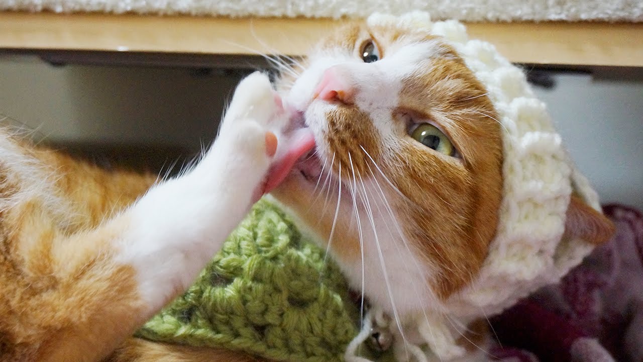 猫カフェ 横浜 茶トラ爆笑猫｢マック｣帽子♥可愛いでしょ♪ しゃちほこ･鳴き声が面白いネww　- Funny cat has its hips highly and meow.