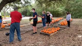 Pumpkin Unloading 15Oct20