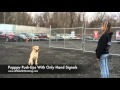 1-Year Old Golden Retriever, Herbie!  Trained Golden Retrievers Virginia | Dog Trainers