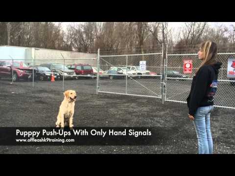 1-year-old-golden-retriever,-herbie!--trained-golden-retrievers-virginia-|-dog-trainers