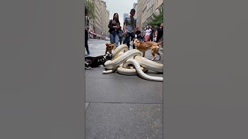 Python Lost in Neighborhood Attacked by Dogs... #anime #wildlife #dog #python #ai