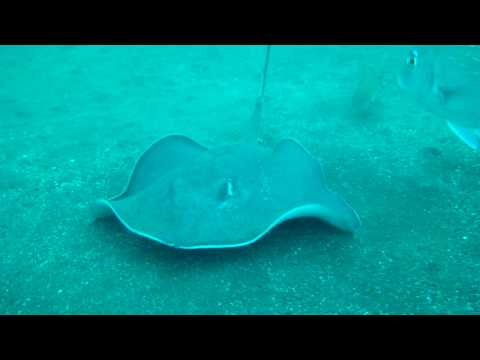 アカエイの特徴 見分け方 写真から探せる魚図鑑