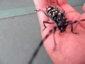 カミキリムシの鳴き声と飛行　 flight of a long-horned beetle