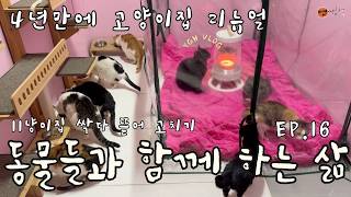 Living With Animals Ep 16  Renovating The Cat House After 4 Years  Cat Tower  Greenhouse  Fa