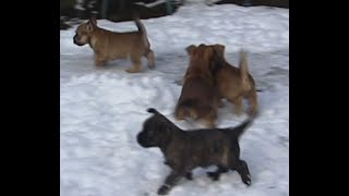 CameraTalk: Cairn Terrier Vibes