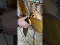 Table Fan Toofan Fan Fitting Wiring Michael Electrician Work #electrical #youtubeshorts #youtube