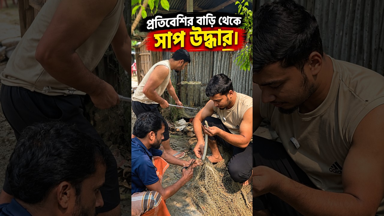 প্রতিবেশীর বাড়ি থেকে সাপ উদ্ধার।  #snake #wildlife #shorts  #wildliferescue