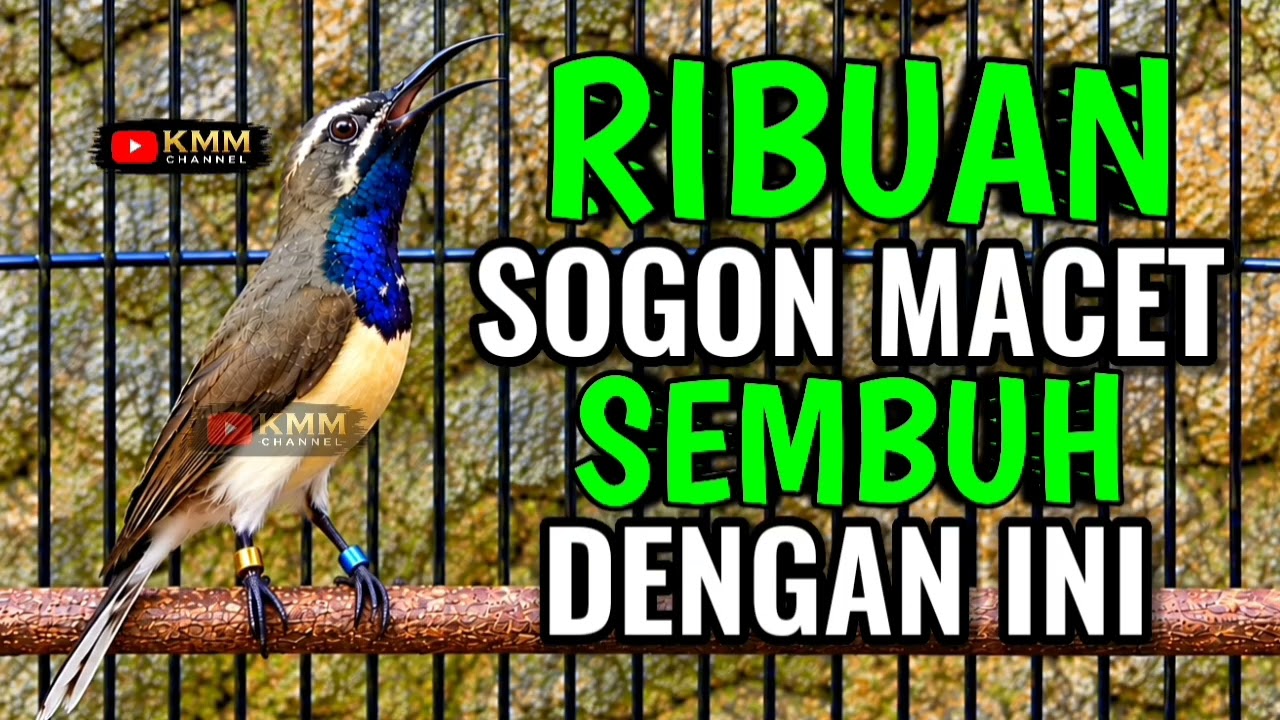 Sogon pancingan bunyi‼️ Ribuan sogon macet kembali gacor