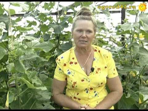 Советы агронома по выращиванию огурцов в теплице. Советы агронома по выращиванию огурцов. Огурцы из пасынков на замену старых. Вегетация огурцов. Советы агронома по выращиванию огурцов.