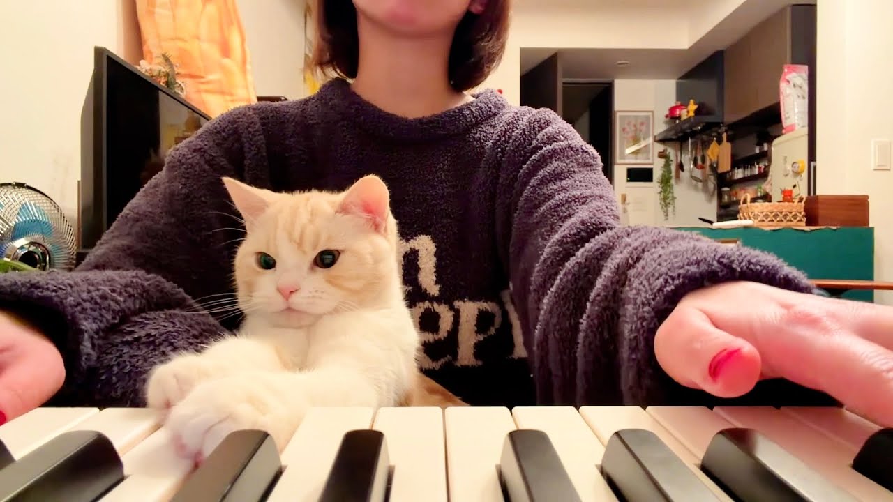 猫踏んじゃった feat.猫 - YouTube
