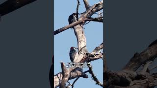 Watch Acorn Woodpeckers Build Nature's Largest Pantry | #DeepLook #Shorts