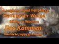 Fellpflege Welpe kämmen grooming Langhaar Hund Havaneser (Havanese Puppy)