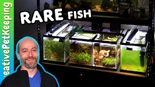 SAVING RARE ENDANGERED FISH at HOME!