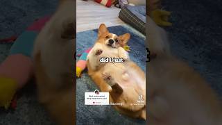 Corgi embarrassed moment