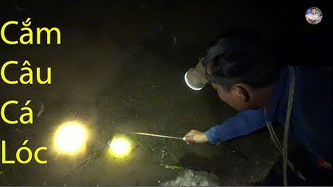 Cắm câu cá lóc trên ruộng liệt đọt là dính cá  | Catch fish