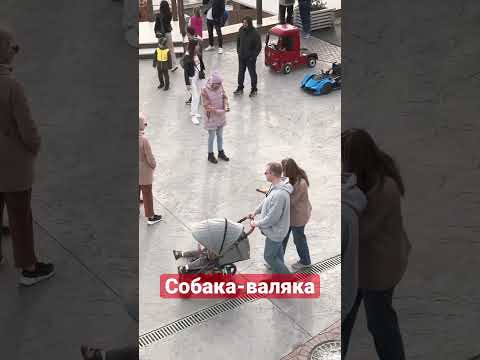 Видео: Собака-валяка! @lunomosik