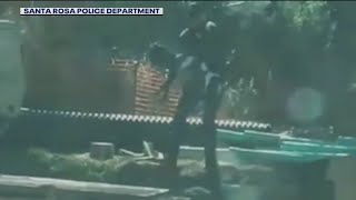 Santa Rosa police officer captures goat on the loose