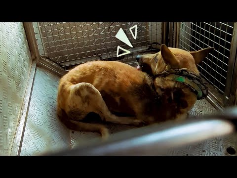 Not Cruelty, But Care | Sharu’s Maggot Wound Rescue by RRSA India