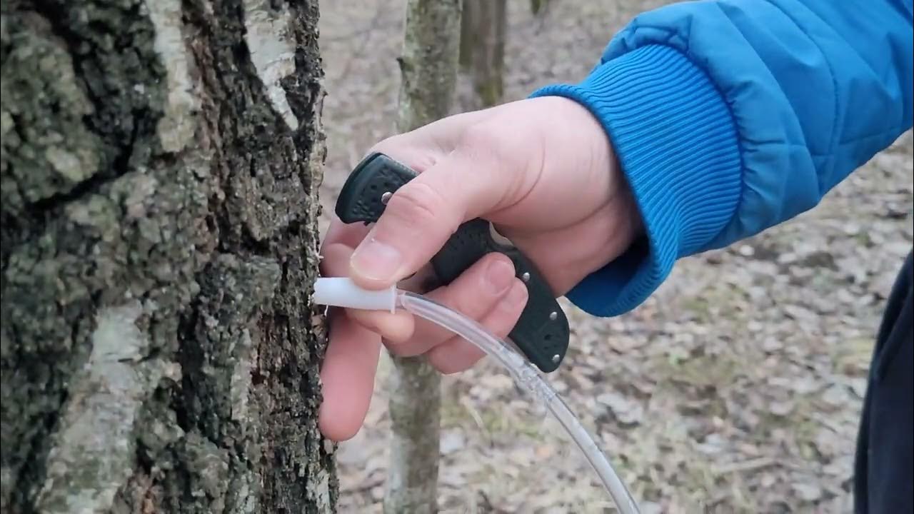 Spyderco Endura 4 ZDP-189😍 Весна 2023 года. Березовый сок. Спайдерко ...