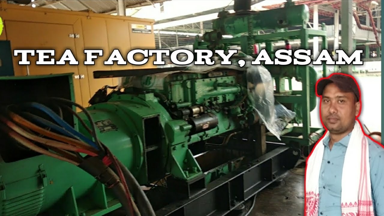 Tea Factory, Assam - A Look Inside 