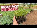 Come scegliere i POMODORI: STAI ATTENTO!!!
