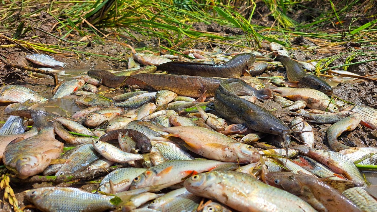 Wow Fishing, Unique Fishing, Hand Fishing, catching fish & picking duck eggs by hand