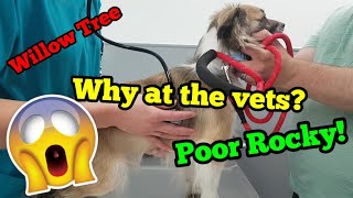 We Took Rocky To The Vets