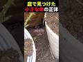 庭で見つけた小さな命の正体 #動物 #ペット #かわいい #癒し #animals #うさぎ