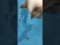 【いなか猫、過去動画の切り抜き（148）】 #いなか猫 ＃おもしろい猫＃shorts